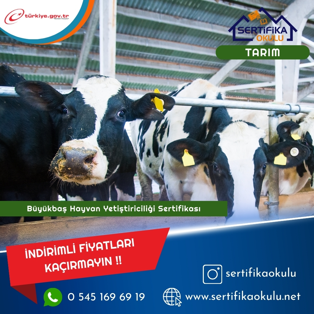 Büyükbaş Hayvan Yetiştiriciliği Sertifikası