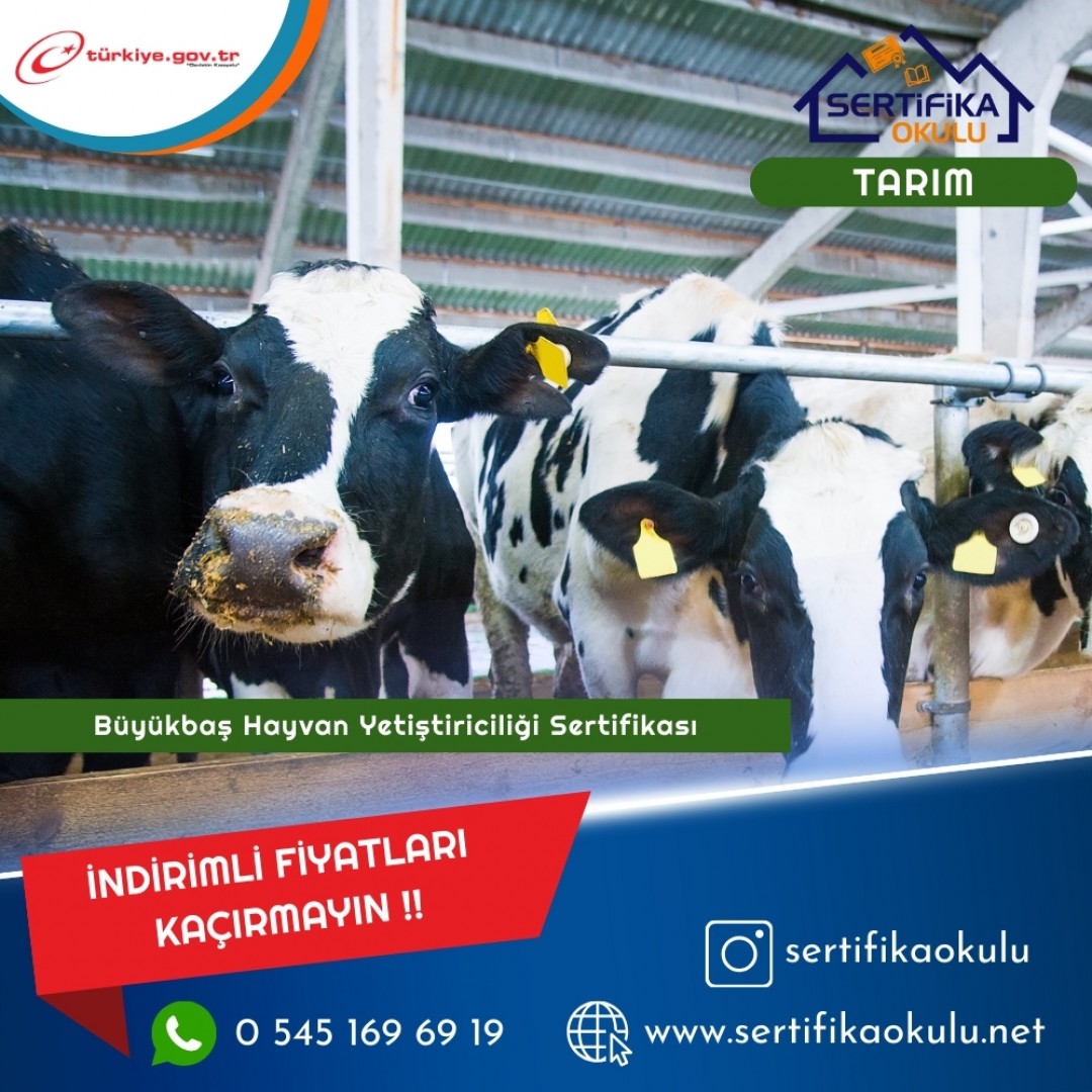 Büyükbaş Hayvan Yetiştiriciliği Sertifikası